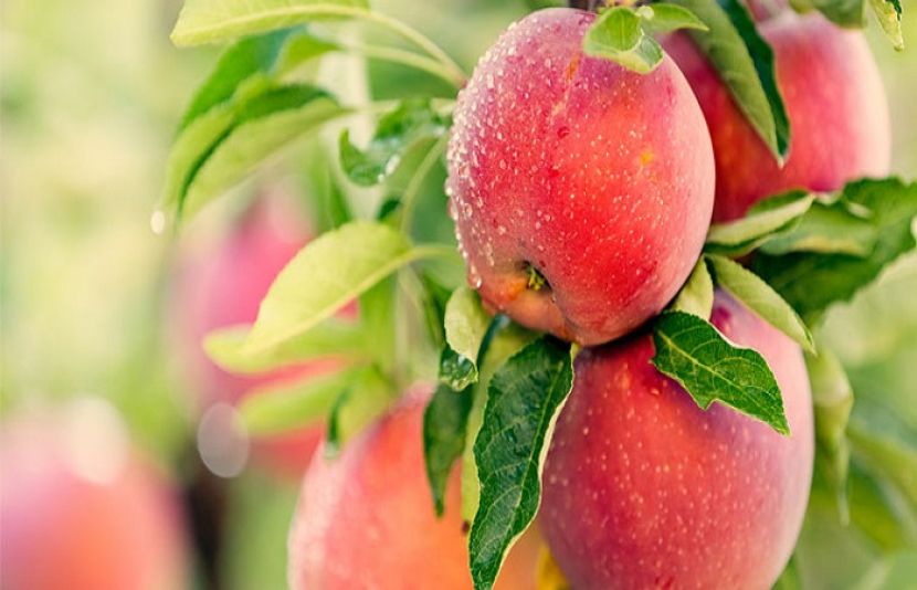 سیب کھانے سے جسم پر کیا اثر پڑتا ہے؟