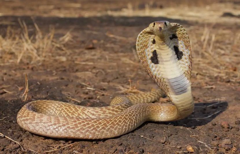 شوہر اپنی بیوی کو ڈسنے والے سانپ کو اسپتال لے گیا