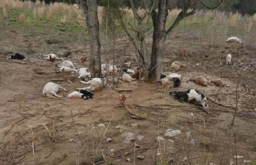 مردان میں آسمانی بجلی گرنے سے 70 کے قریب مویشی ہلاک