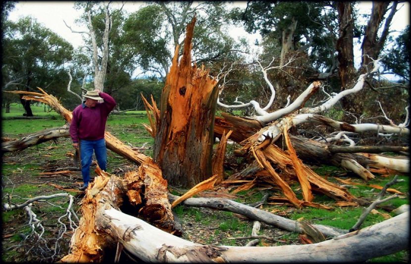 امریکا میں شدید گرمی کے باعث 200 سال پرانا درخت پھٹ پڑا