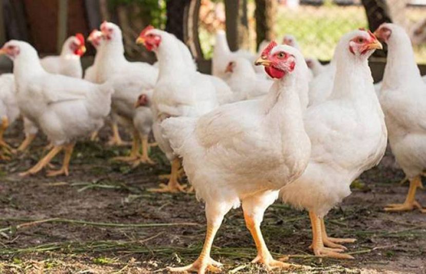 کوئٹہ میں مرغی کے گوشت کی قیمتوں میں اضافے کا سلسلہ بدستور جاری ہے