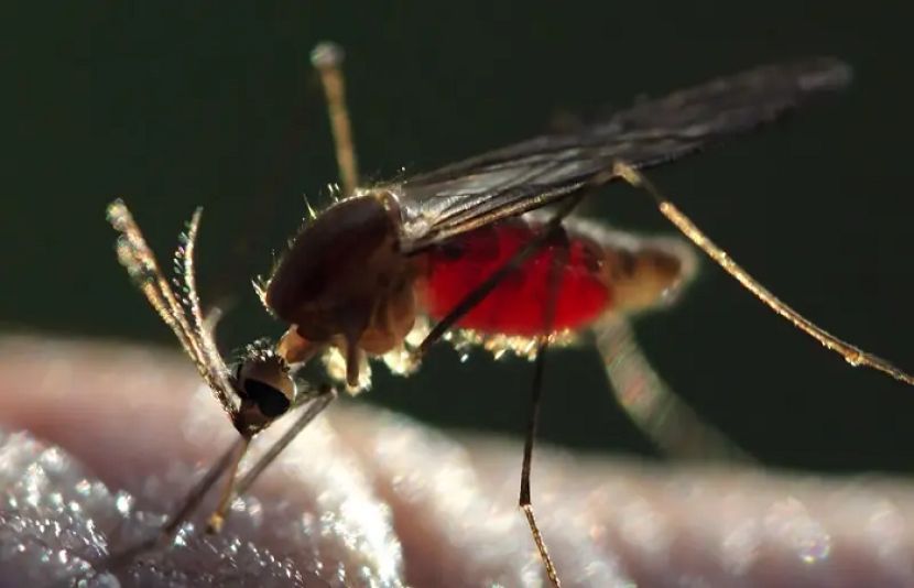 ملیریا ایک خطرناک بیماری ہے جو مچھر کے کاٹنے سے پھیلتی ہے