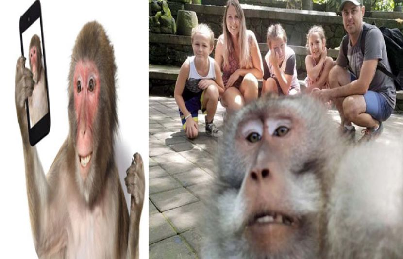بندر نے سیاح کے ساتھ سیلفیاں بنا کر سب کو حیران کردیا