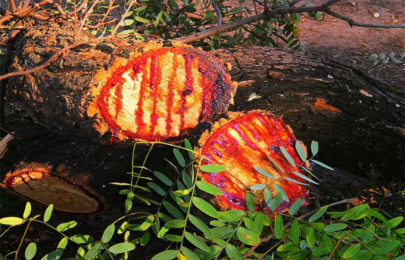  براعظم افریقا میں پایا جانے والا انوکھا درخت، جسے کاٹنے پر  خون بہتا  ہے