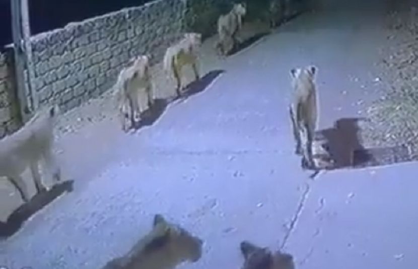 8 شیروں کی سڑک پرٹہلنے کی ویڈیو وائرل ہوگئی
