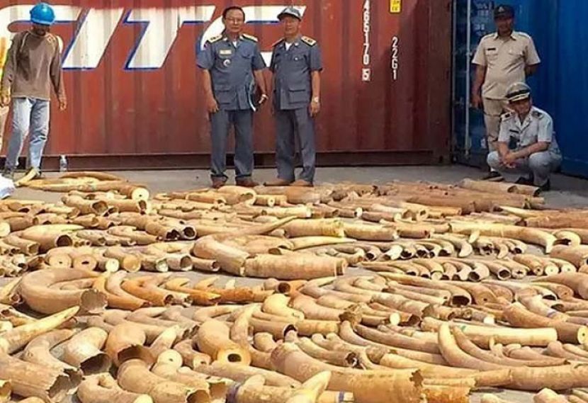کمبوڈیا میں ایک ہزار سے زائد ہاتھی دانتوں کی کھیپ ضبط
