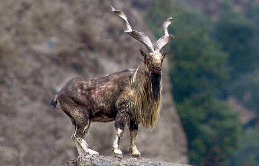 استورمیں مارخورکے غیر قانونی شکار، شہری کو ایک سال قید اور5 کروڑ 7 لاکھ روپے جرمانہ