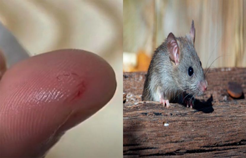 چین میں ایک یونیورسٹی کی طالبہ نے ہاتھ کی انگلی پر کاٹنے والے چوہے سے بدلہ لے لیا۔