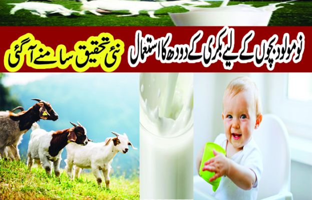 بکری کا دودھ چھوٹے بچوں کے لیے مفید یا نقصاندہ، نئی تحقیق سامنے آگئی