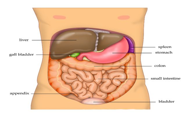 وہ کونسی  چیزیں ہیں جو جگر کے امراض کا موجب بنتی ہیں؟