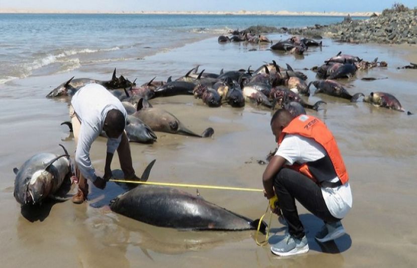ساحل پر 80 سے زائد ڈولفنز مردہ حالت میں پائی گئیں