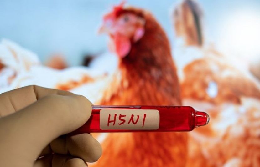 برڈ فلو وائرس کی کیسزمیں حیران کن اضافہ