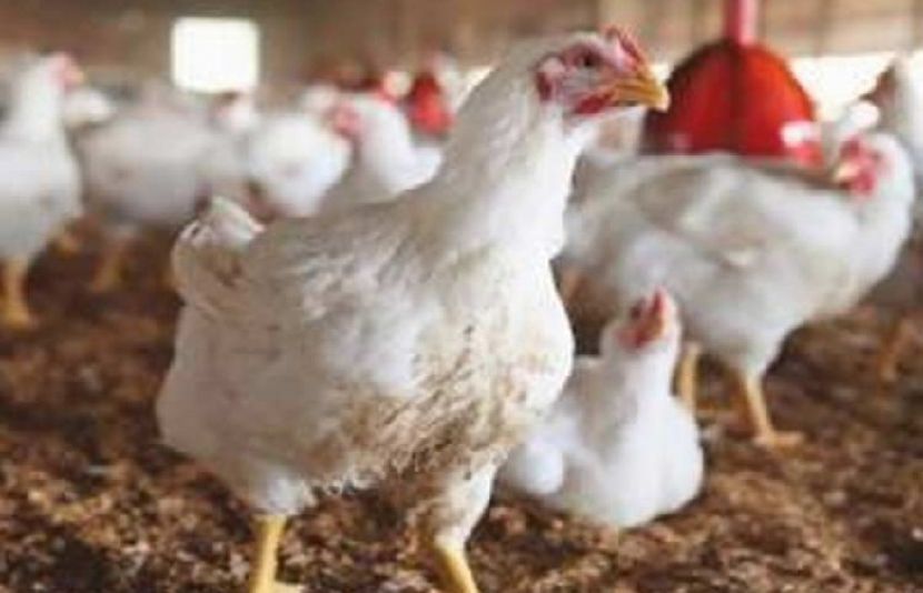 محکمہ زراعت و لائیو اسٹاک کے ترجمان نے کہا ہے کہ دس لاکھ مرغیاں تقسیم کی جائیں گی