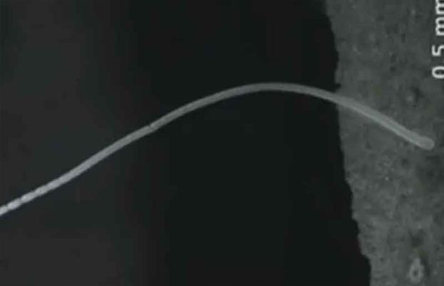 دنیا کا سب سے بڑا بیکٹیریا دریافت