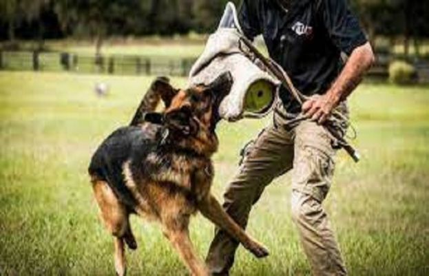 منشیات فروشی اور دہشت گردی کیخلاف نائن یونٹ کی نئے خریدے گئے کتوں کی ٹریننگ