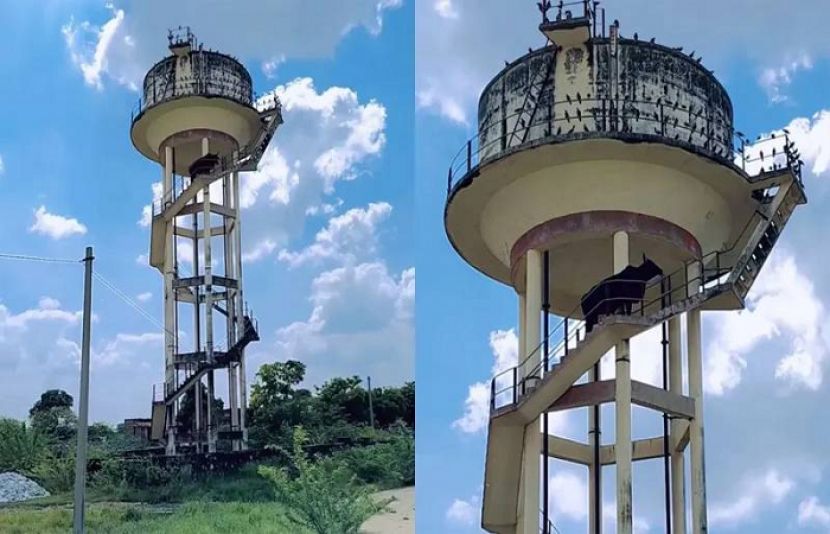 بھارت میں ایک بیل پانی کی بلند و بالا ٹینکی پر جا چڑھا