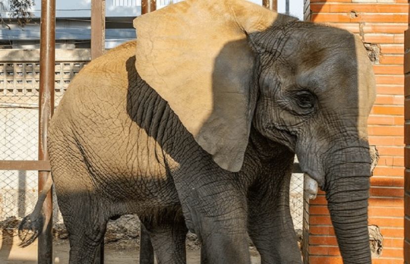 ہاتھی کی عدالت میں گھسنے سے افراتفری پھیل گئی
