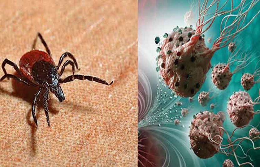 کانگو وائرس کا نیا کیس رپورٹ