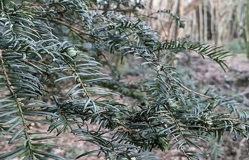 ایک تحقیق میں بتایا گیا ہے کہ ییو درخت فضائی آلودگی سے نمٹنے کے لیے پودوں کی سب سے بہترین قسم ہے۔