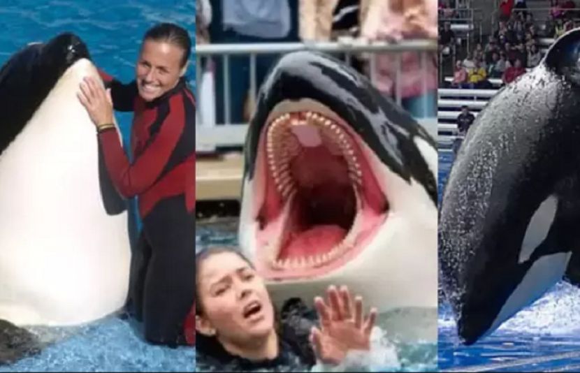 اورکا وہیل کے حملے میں ٹرینر کی دردناک موت، ویڈیو کی حقیقت کیا ہے؟