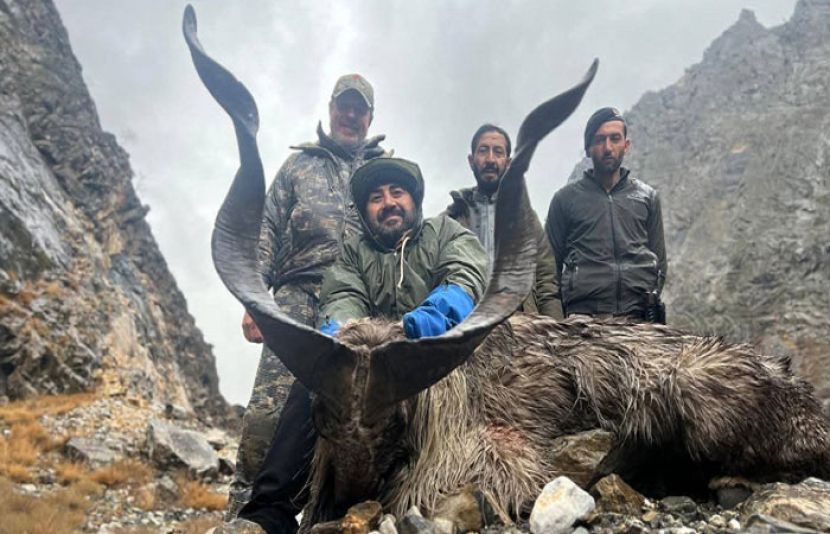 کشمیری مارخور