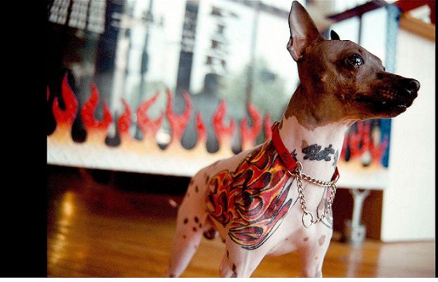 شنگھائی میں کتےپرٹیٹوبنانے کا منظر،شہریوں میں ہل چل