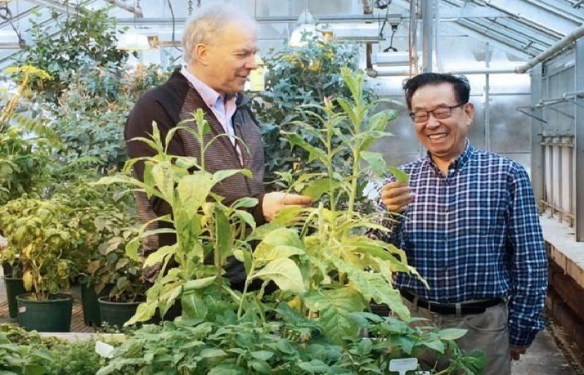 تصویر میں بائیں جانب ٹونی جیونیکر اور ان کے برابر میں شینگ وو ما جینیاتی طور پر تبدیل شدہ تمباکو کے پودے کے ساتھ ہیں جو آئی ایل 37 پروٹین تیار کرتا ہے۔