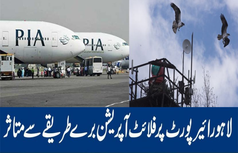 لاہور ایئرپورٹ پر پرندوں کی اڑان، پروازوں کی آمد و رفت متاثر
