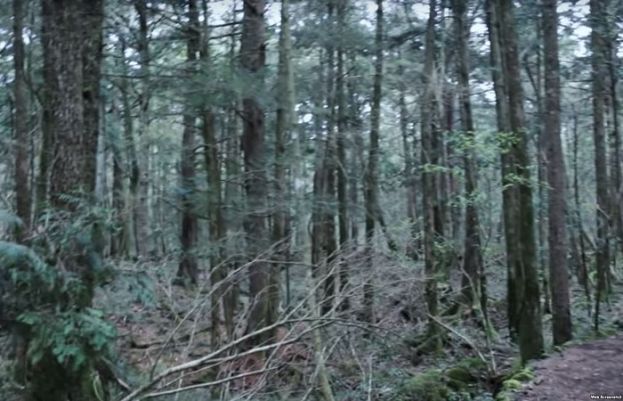 جاپان کے اوکی گاہارا کا جنگل ایک منظر جو خودکشی کے جنگل کے نام سے جانا جاتا ہے۔