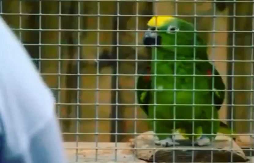 دنیا میں پہلی بار طوطے نے انوکھی خواہش کا اظہار کردیا