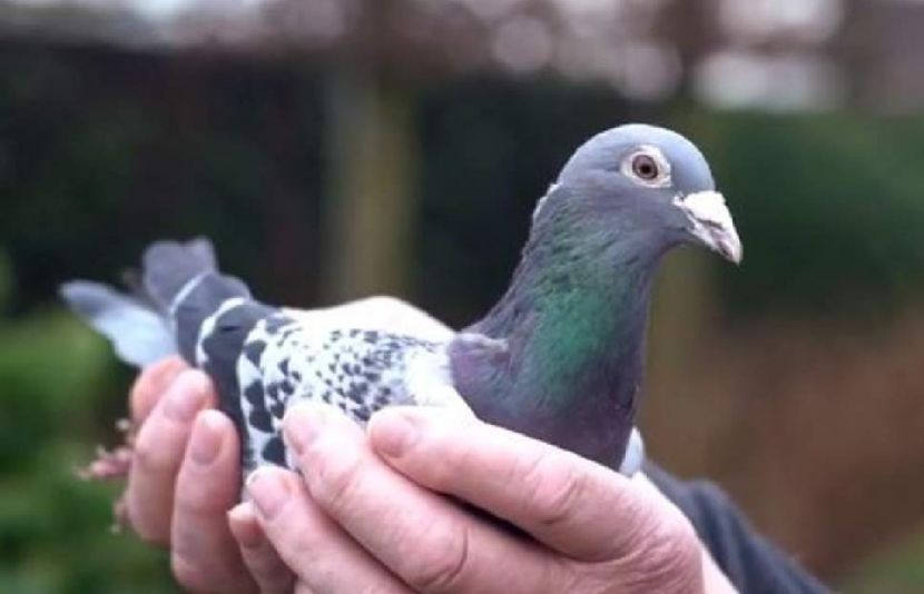 دنیا کا مہنگا ترین کبوتر 21 کروڑ روپے میں فروخت