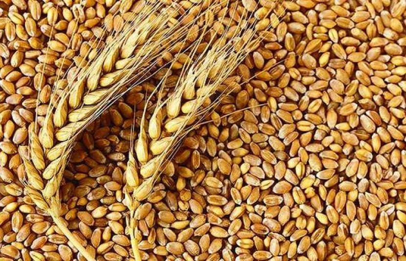 ،اقتصادی رابطہ کمیٹی نے گندم کی امدادی قیمت میں اضافے کی منظوری دے دی ہے