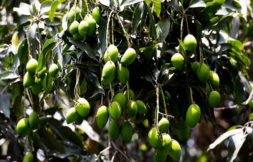 عدالت نے ملتان میں آم کے درختوں کی کٹائی پر پابندی عائد کر دی 