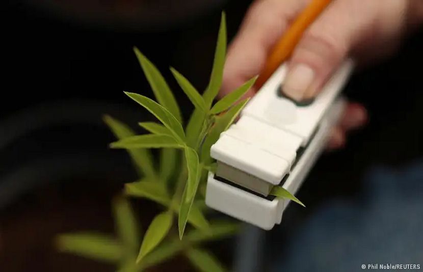 سائنسدانوں نے پہلی بار یہ ثابت کیا ہے کہ زمین میں دبے ہوئے بیج بارش کے قطروں کی آواز سن سکتے ہیں