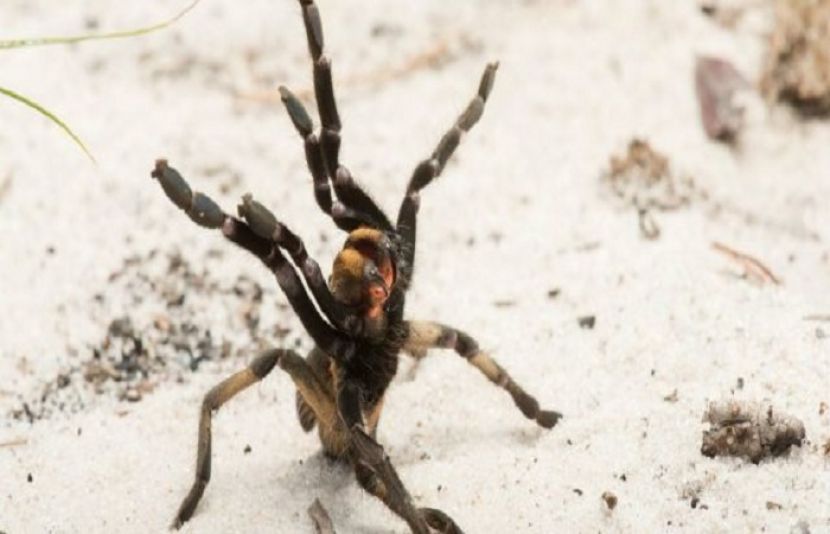 انگولا میں سینگ والی مکڑی کی نئی قسم دریافت
