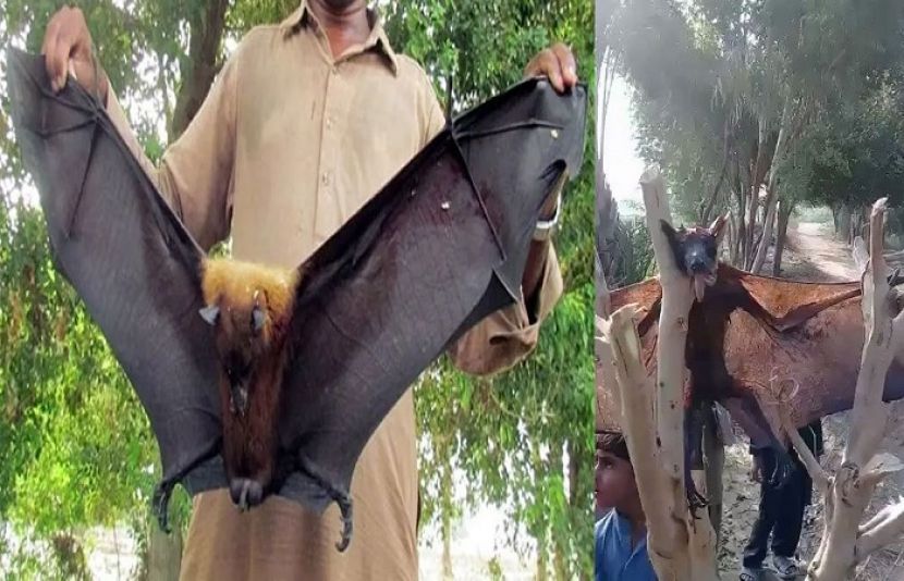 چھاچھرو کے مختلف علاقوں میں بڑی بڑی چمگادڑوں نے یلغار کر دی ہے