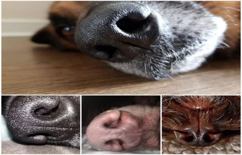اپنے گمشدہ کتے اُن کی منفرد ناک کی تصاویر کی مدد سے تلاش کرسکتے ہیں