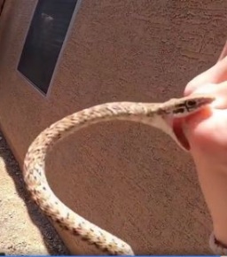 سانپ کے کاٹنے سے زہر کا فوری خاتمہ ممکن؟؟