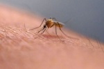 مچھر کاٹ لے تو جلد کو کیوں نہیں کھجانا چاہیے؟ سائنسدانوں نے اہم انکشاف کر دیا