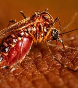 لاہور میں ڈینگی وائرس میں حیران کن اضافہ