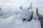 منگولیا: شدید سردی سے لاکھوں جانور ہلاک